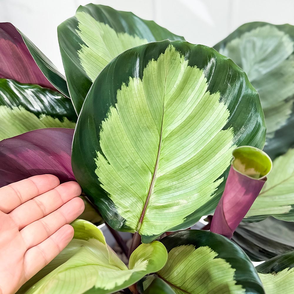 PLANCHU 観葉植物 カラテア ノーザンライト 6号鉢 受け皿付き 育て方説明書付き Calathea ‘Northern lights’