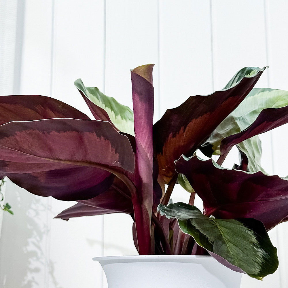 PLANCHU 観葉植物 カラテア ノーザンライト 6号鉢 受け皿付き 育て方説明書付き Calathea ‘Northern lights’