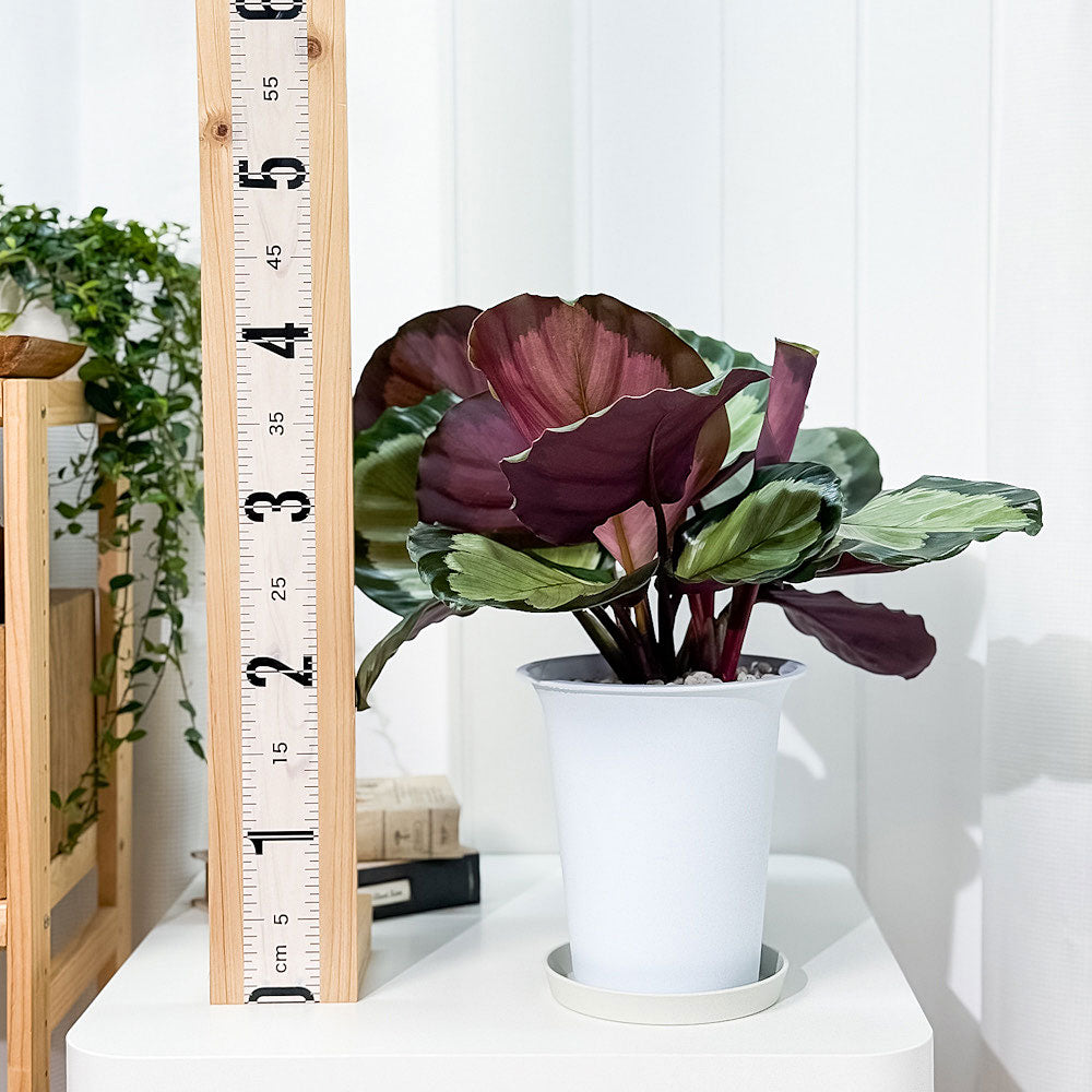 PLANCHU 観葉植物 カラテア ノーザンライト 6号鉢 受け皿付き 育て方説明書付き Calathea ‘Northern lights’