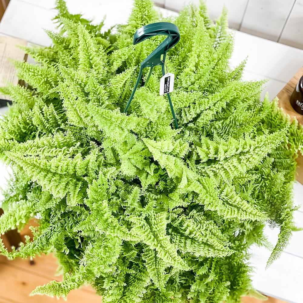 PLANCHU 観葉植物 ネフロレピス スコッチ 7号吊り鉢 育て方説明書付き Nephrolepis ‘Scottii’ ボストンファーン ボストンファン シダ植物