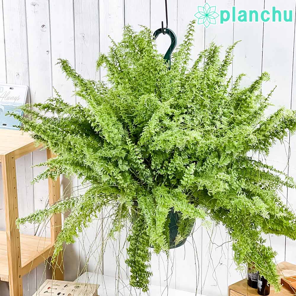 PLANCHU 観葉植物 ネフロレピス グリーンファンタジー 7号吊り鉢 育て方説明書付き Nephrolepis exaltata ‘Green Fantasy’ ボストンファーン ボストンファン シダ植物