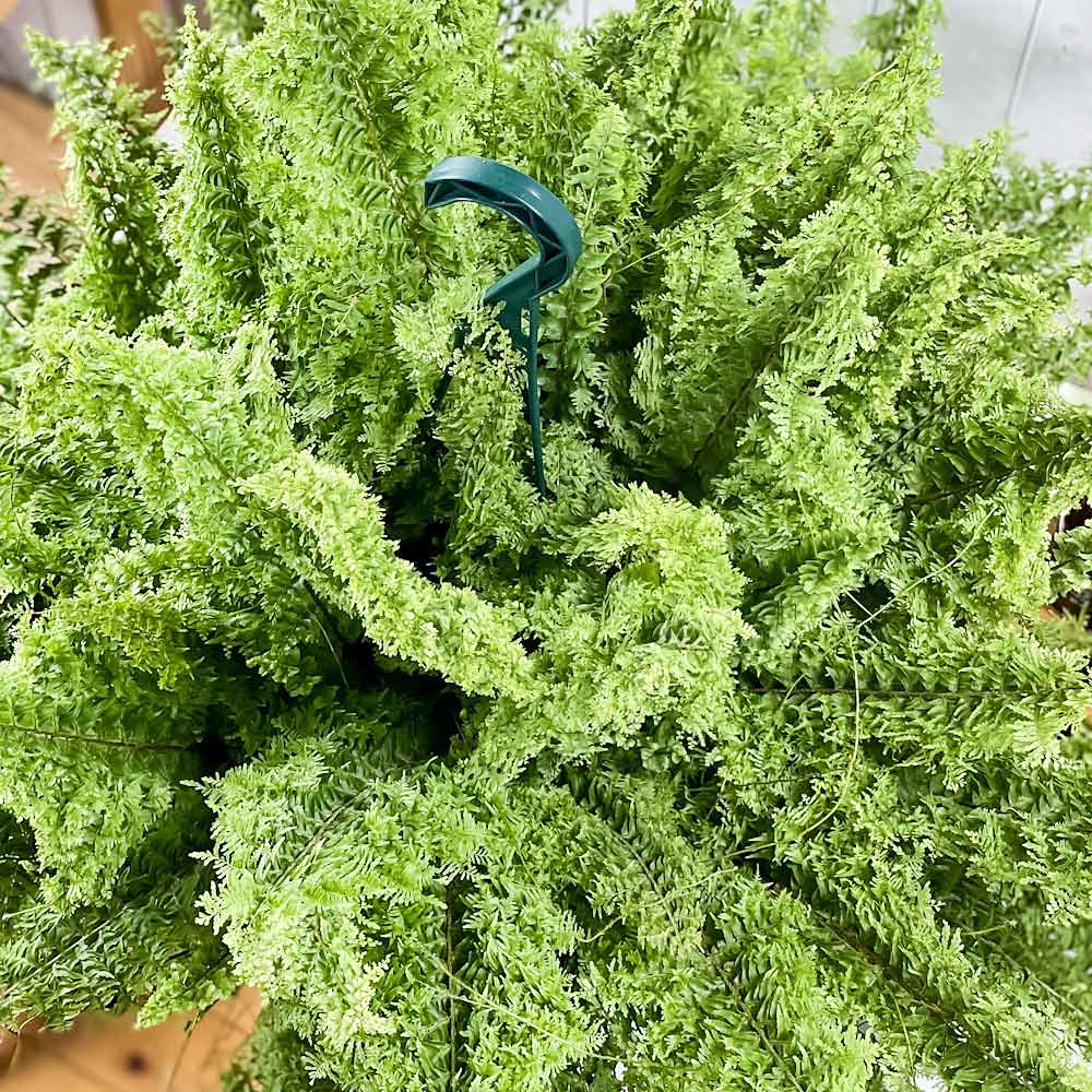 PLANCHU 観葉植物 ネフロレピス グリーンファンタジー 7号吊り鉢 育て方説明書付き Nephrolepis exaltata ‘Green Fantasy’ ボストンファーン ボストンファン シダ植物