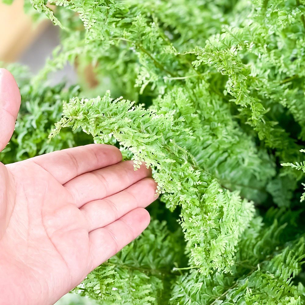 PLANCHU 観葉植物 ネフロレピス グリーンファンタジー 7号吊り鉢 育て方説明書付き Nephrolepis exaltata ‘Green Fantasy’ ボストンファーン ボストンファン シダ植物