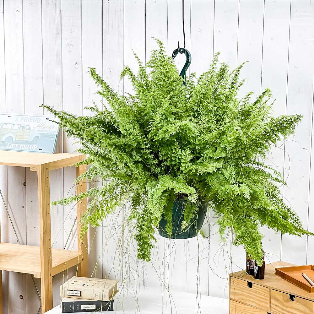 PLANCHU 観葉植物 ネフロレピス グリーンファンタジー 7号吊り鉢 育て方説明書付き Nephrolepis exaltata ‘Green Fantasy’ ボストンファーン ボストンファン シダ植物