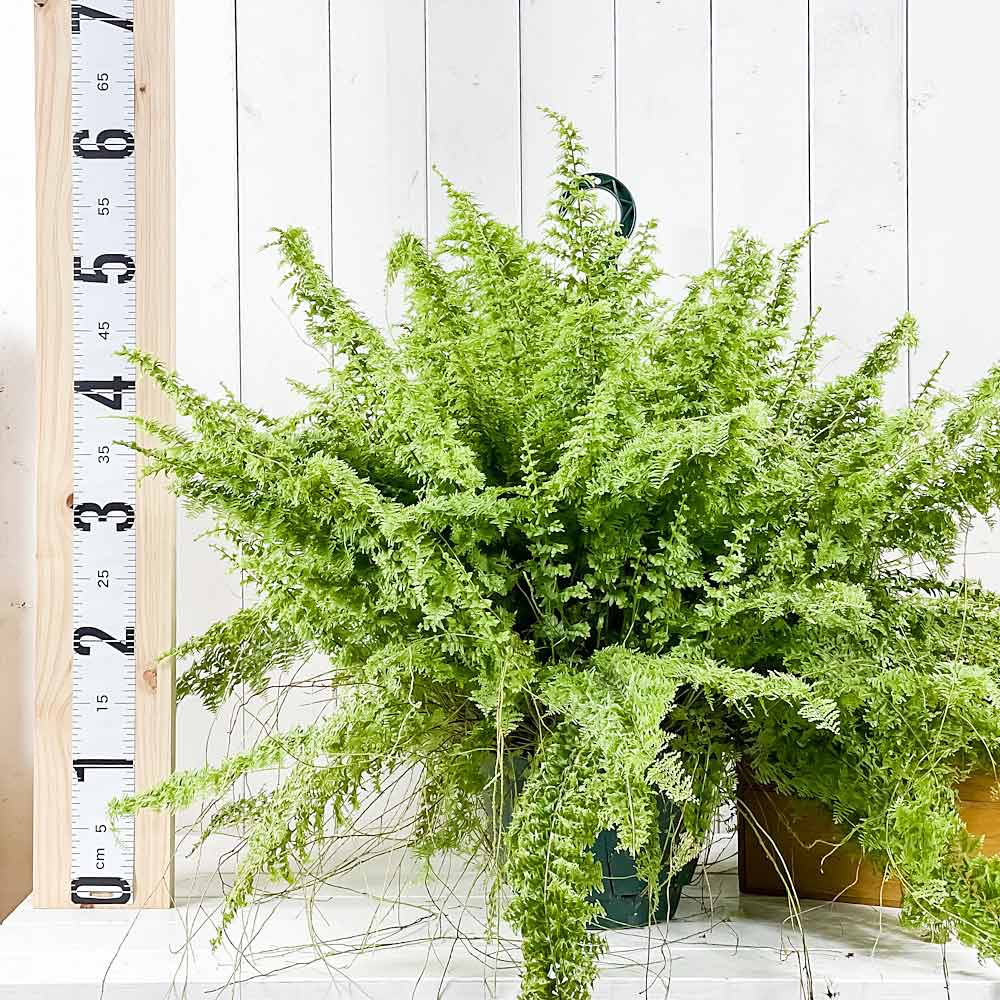 PLANCHU 観葉植物 ネフロレピス グリーンファンタジー 7号吊り鉢 育て方説明書付き Nephrolepis exaltata ‘Green Fantasy’ ボストンファーン ボストンファン シダ植物