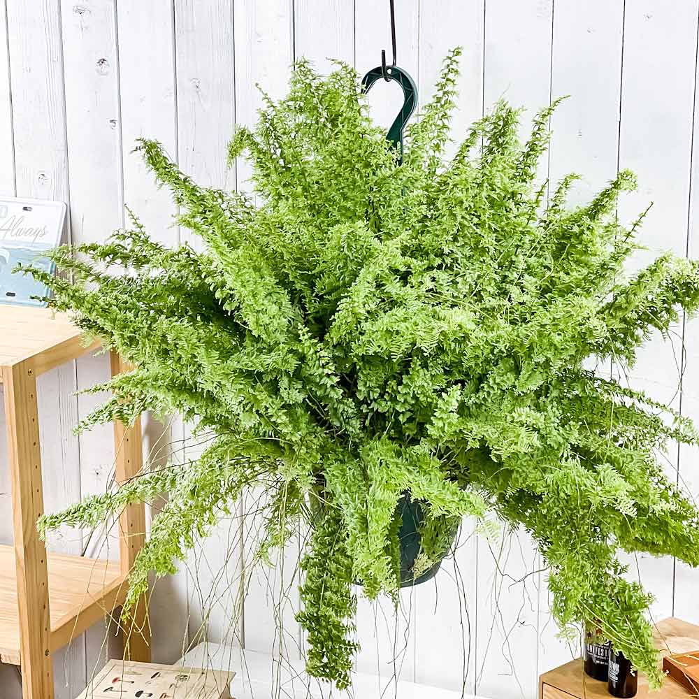 PLANCHU 観葉植物 ネフロレピス グリーンファンタジー 7号吊り鉢 育て方説明書付き Nephrolepis exaltata ‘Green Fantasy’ ボストンファーン ボストンファン シダ植物