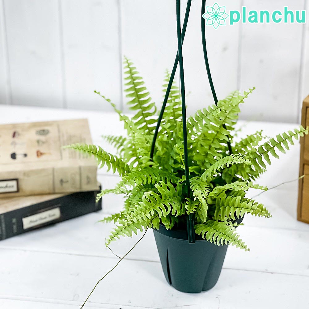 PLANCHU 観葉植物 ネフロレピス ツデー 4号吊り鉢 育て方説明書付き Nephrolepis exaltata ‘Teddy Junior’ ボストンファーン ボストンファン シダ植物