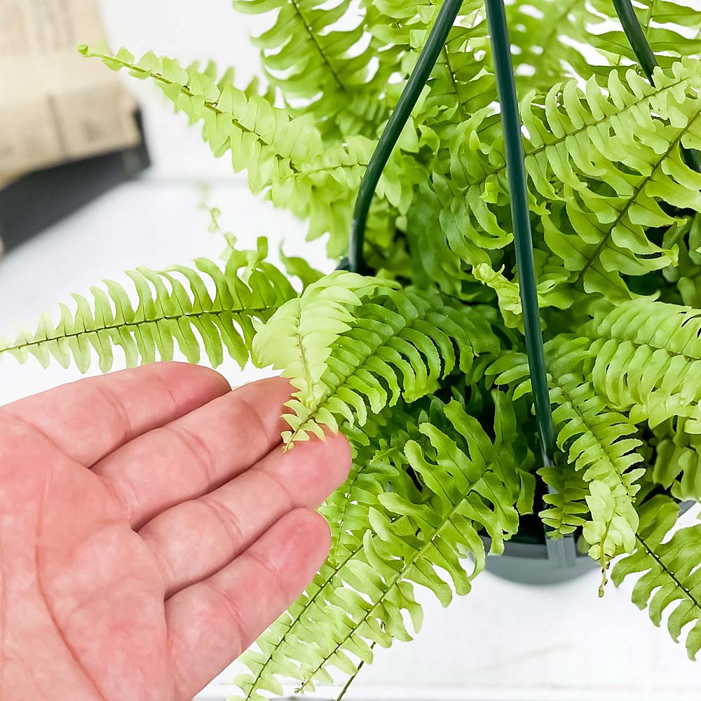 PLANCHU 観葉植物 ネフロレピス ツデー 4号吊り鉢 育て方説明書付き Nephrolepis exaltata ‘Teddy Junior’ ボストンファーン ボストンファン シダ植物