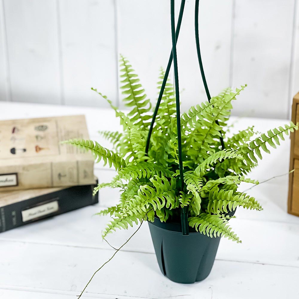 PLANCHU 観葉植物 ネフロレピス ツデー 4号吊り鉢 育て方説明書付き Nephrolepis exaltata ‘Teddy Junior’ ボストンファーン ボストンファン シダ植物