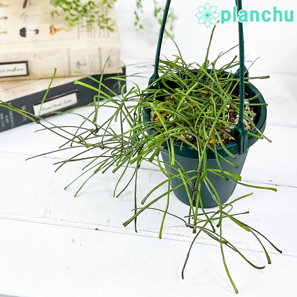 PLANCHU 観葉植物 ホヤ レツーサ 4号吊り鉢 育て方説明書付き Hoya retusa ガガイモ サクララン 桜蘭