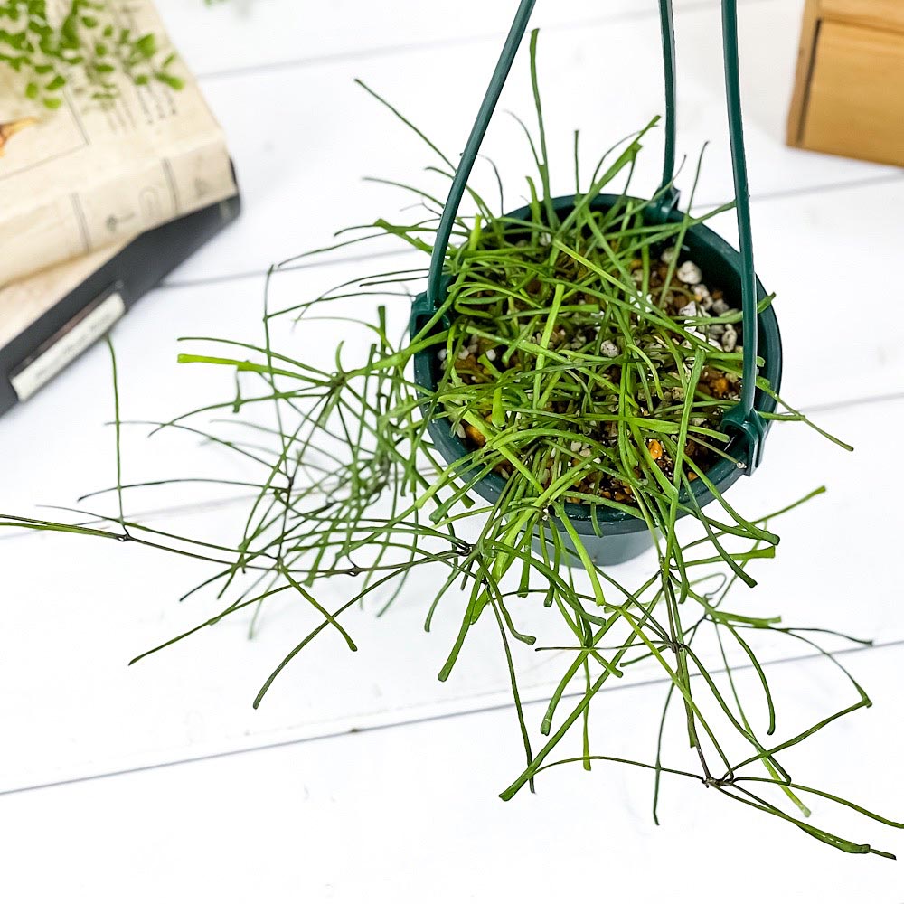 PLANCHU 観葉植物 ホヤ レツーサ 4号吊り鉢 育て方説明書付き Hoya retusa ガガイモ サクララン 桜蘭