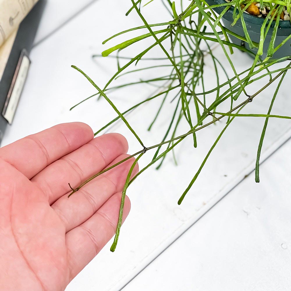 PLANCHU 観葉植物 ホヤ レツーサ 4号吊り鉢 育て方説明書付き Hoya retusa ガガイモ サクララン 桜蘭