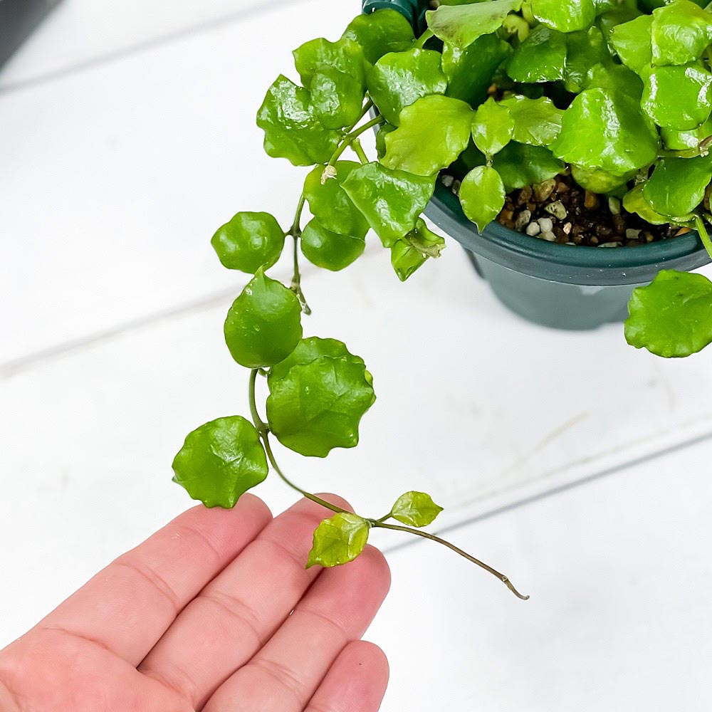 PLANCHU 観葉植物 ホヤ エンダウエンシス 4号吊り鉢 育て方説明書付き Hoya endauensis ガガイモ サクララン 桜蘭 ヘンダウエンシス