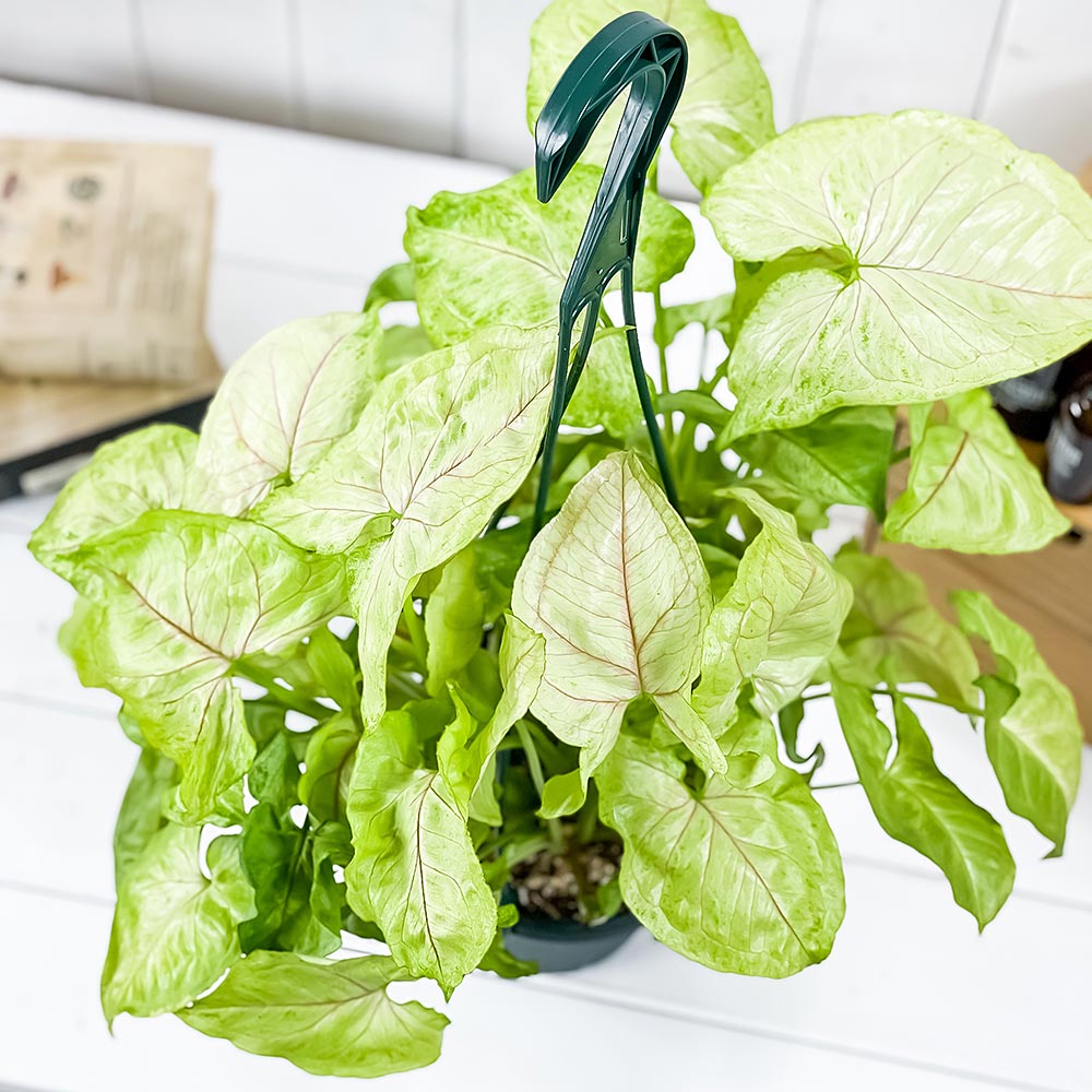 PLANCHU 観葉植物 シンゴニウム ゴールデンアリュージョン 5号吊り鉢 育て方説明書付き Syngonium podophyllum ‘Golden Allusion’ アロイド