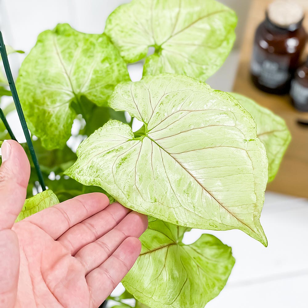 PLANCHU 観葉植物 シンゴニウム ゴールデンアリュージョン 5号吊り鉢 育て方説明書付き Syngonium podophyllum ‘Golden Allusion’ アロイド