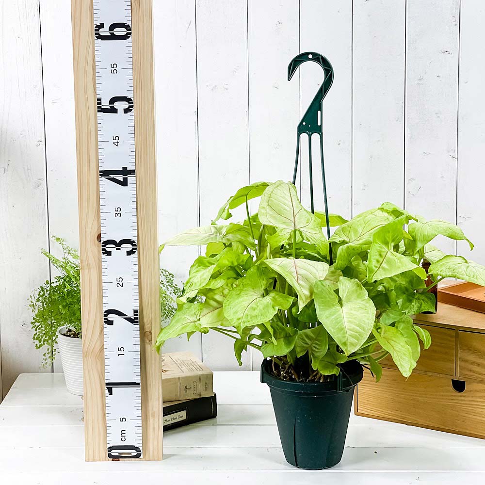 PLANCHU 観葉植物 シンゴニウム ゴールデンアリュージョン 5号吊り鉢 育て方説明書付き Syngonium podophyllum ‘Golden Allusion’ アロイド