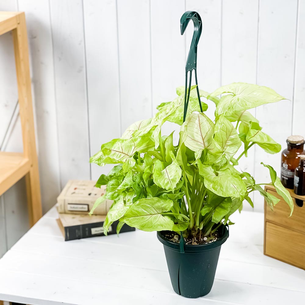 PLANCHU 観葉植物 シンゴニウム ゴールデンアリュージョン 5号吊り鉢 育て方説明書付き Syngonium podophyllum ‘Golden Allusion’ アロイド