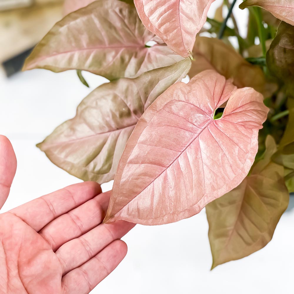 PLANCHU 観葉植物 シンゴニウム ネオン 5号吊り鉢 育て方説明書付き Syngonium podophyllum ‘Neon’ アロイド