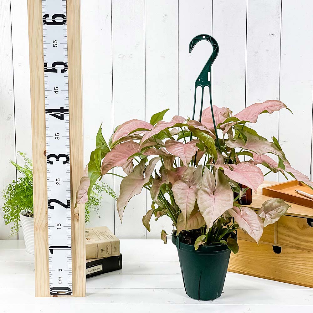 PLANCHU 観葉植物 シンゴニウム ネオン 5号吊り鉢 育て方説明書付き Syngonium podophyllum ‘Neon’ アロイド