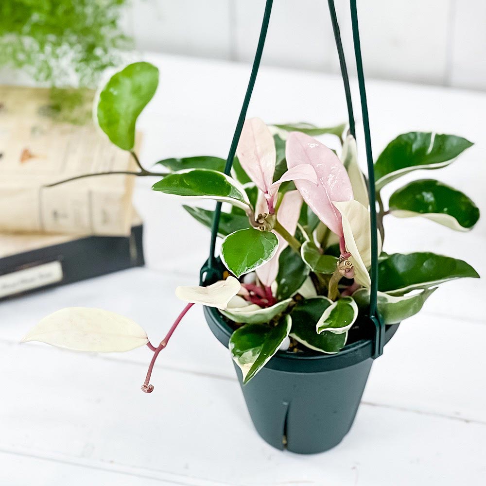 PLANCHU 観葉植物 ホヤ カルノーサ リップカラー 4号吊り鉢 育て方説明書付き Hoya carnosa ‘Lip Color’ ガガイモ サクララン 桜蘭
