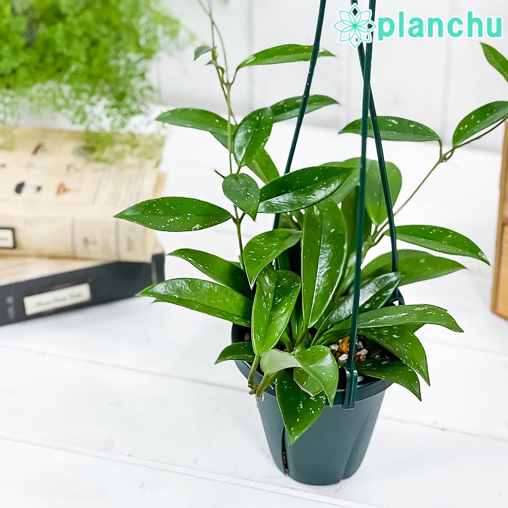 PLANCHU 観葉植物 ホヤ プビカリクス シルバーピンク 4号吊り鉢 育て方