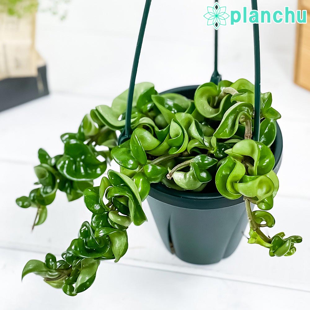 PLANCHU 観葉植物 ホヤ カルノーサ コンパクタ 4号吊り鉢 育て方説明書