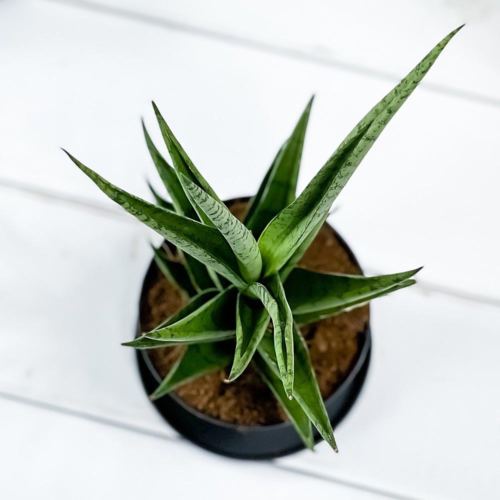 PLANCHU 観葉植物 サンセベリア B-8 3号鉢 受け皿付き 育て方説明書付き Sansevieria ‘B-8’ ビーエイト サンスベリア