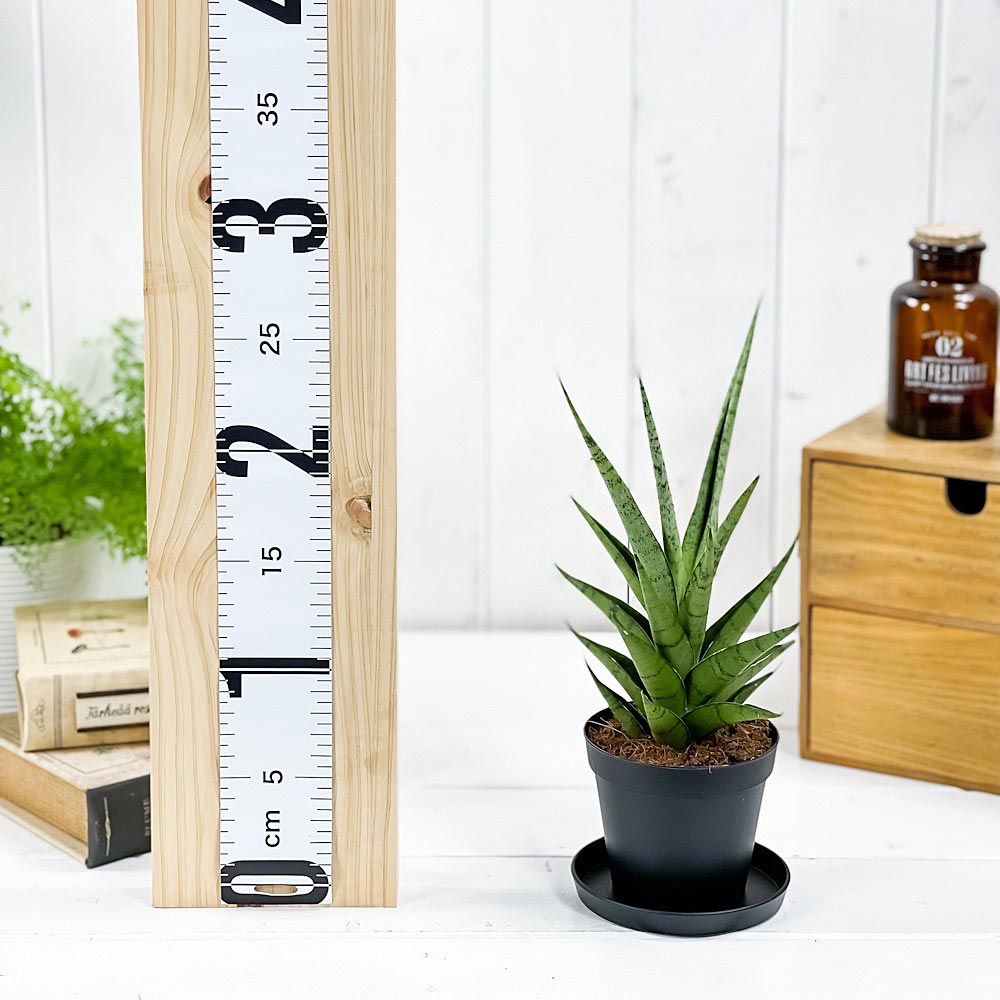PLANCHU 観葉植物 サンセベリア B-8 3号鉢 受け皿付き 育て方説明書付き Sansevieria ‘B-8’ ビーエイト サンスベリア