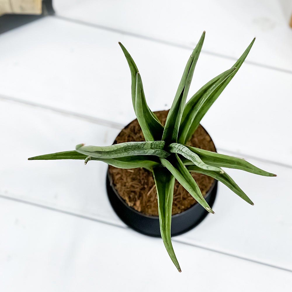 PLANCHU 観葉植物 サンセベリア グラシリス 3号鉢 受け皿付き 育て方説明書付き Sansevieria gracilis グラキリス サンスベリア