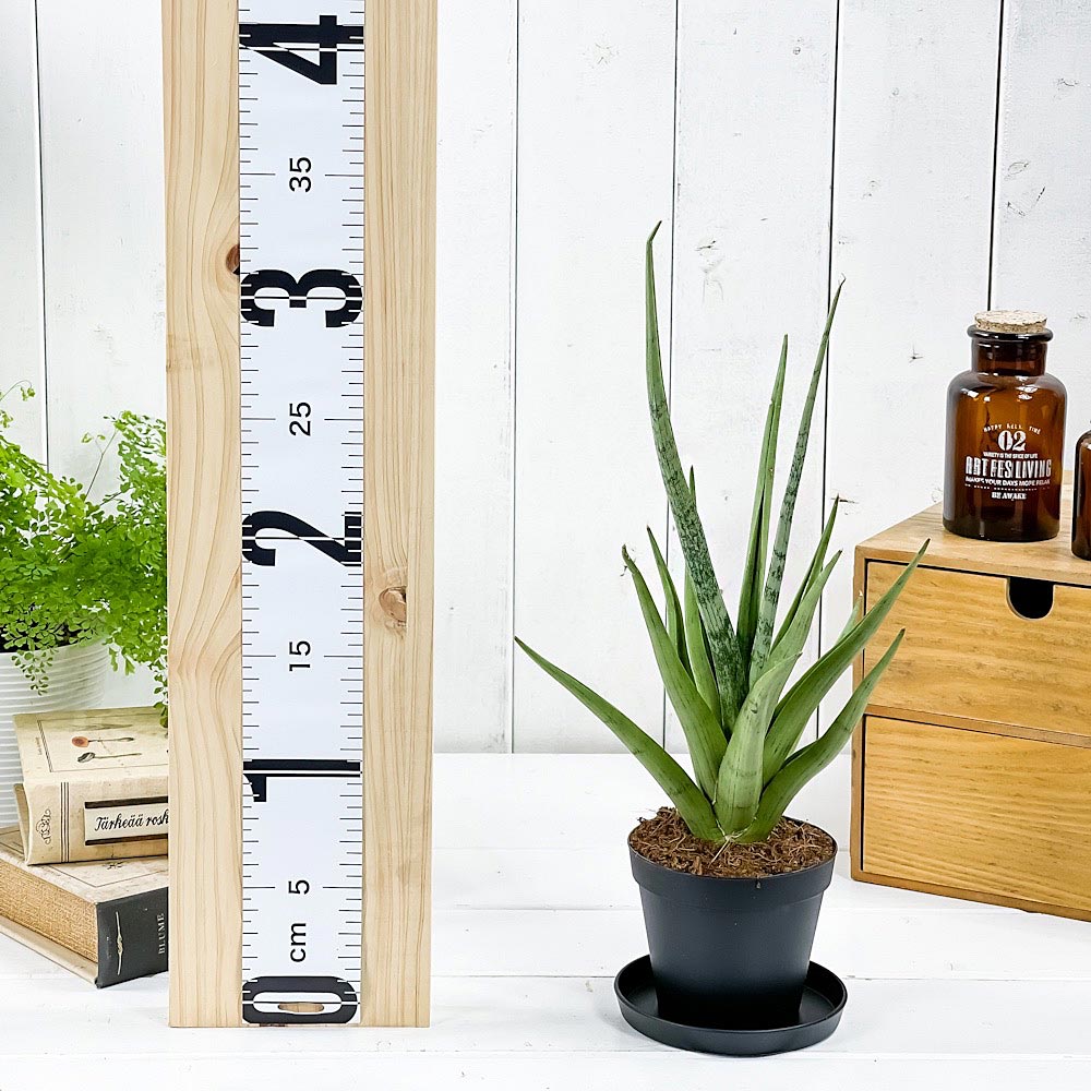 PLANCHU 観葉植物 サンセベリア グラシリス 3号鉢 受け皿付き 育て方説明書付き Sansevieria gracilis グラキリス サンスベリア