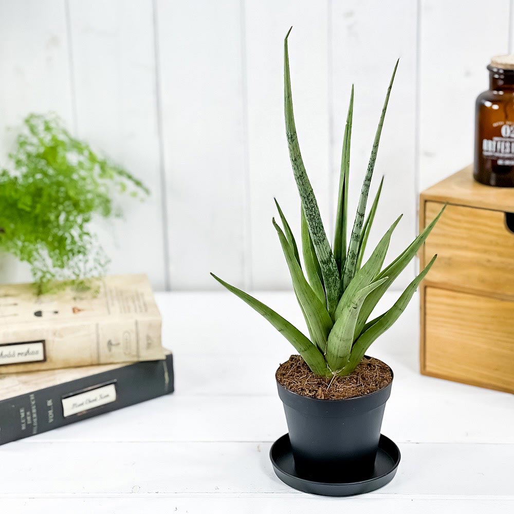 PLANCHU 観葉植物 サンセベリア グラシリス 3号鉢 受け皿付き 育て方説明書付き Sansevieria gracilis グラキリス サンスベリア