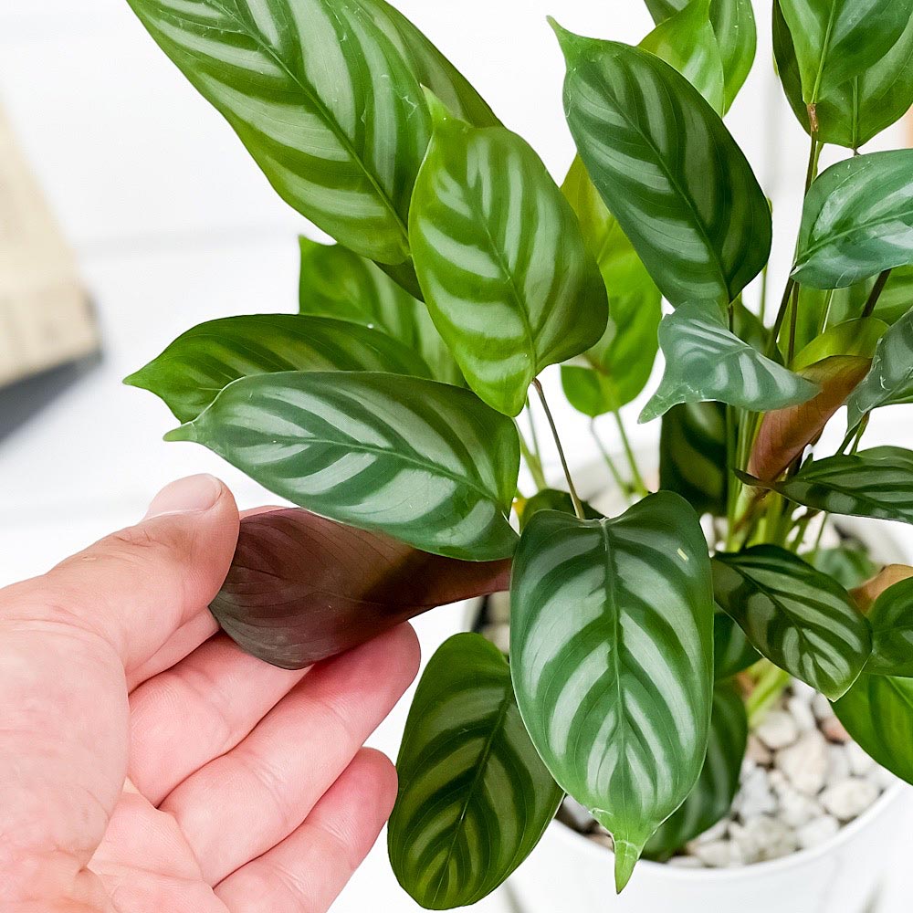 PLANCHU 観葉植物 クテナンテ セトサ 4号鉢 受け皿付き 育て方説明書付き Ctenanthe setosa カラテア