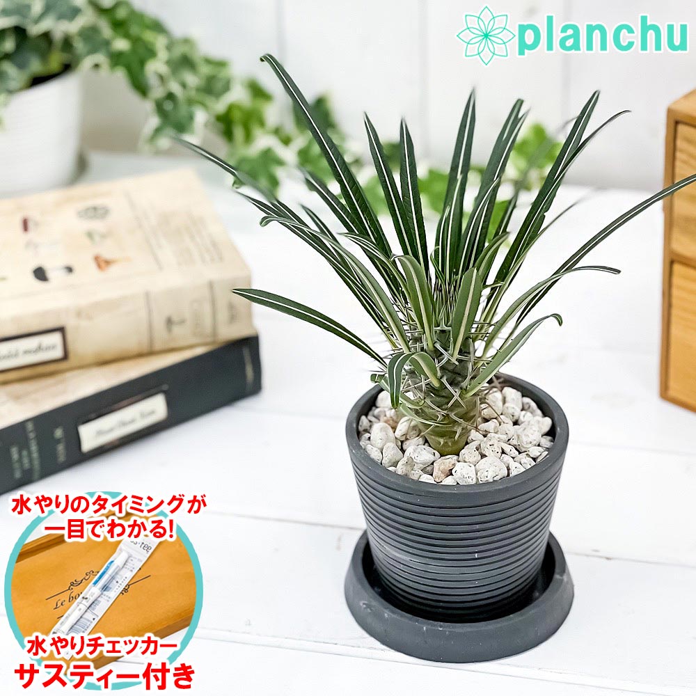 PLANCHU 観葉植物 パキポディウム ゲアイー 3号樹脂鉢 ダークグレー サスティー付き 受け皿付き 育て方説明書付き Pachypodium  geayi コーデックス 塊根植物 多肉植物