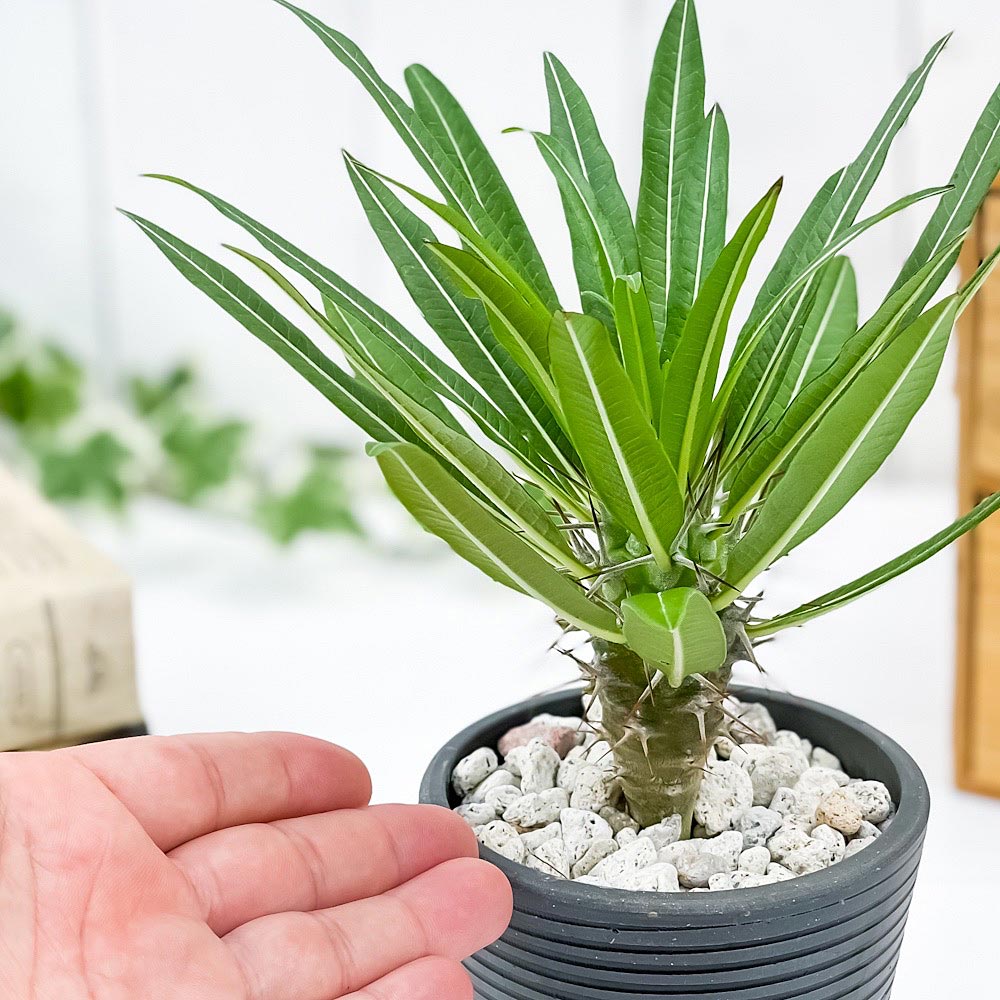 PLANCHU 観葉植物 パキポディウム ミケア 3号樹脂鉢 ダークグレー サスティー付き 受け皿付き 育て方説明書付き Pachypodium mikea コーデックス 塊根植物 多肉植物