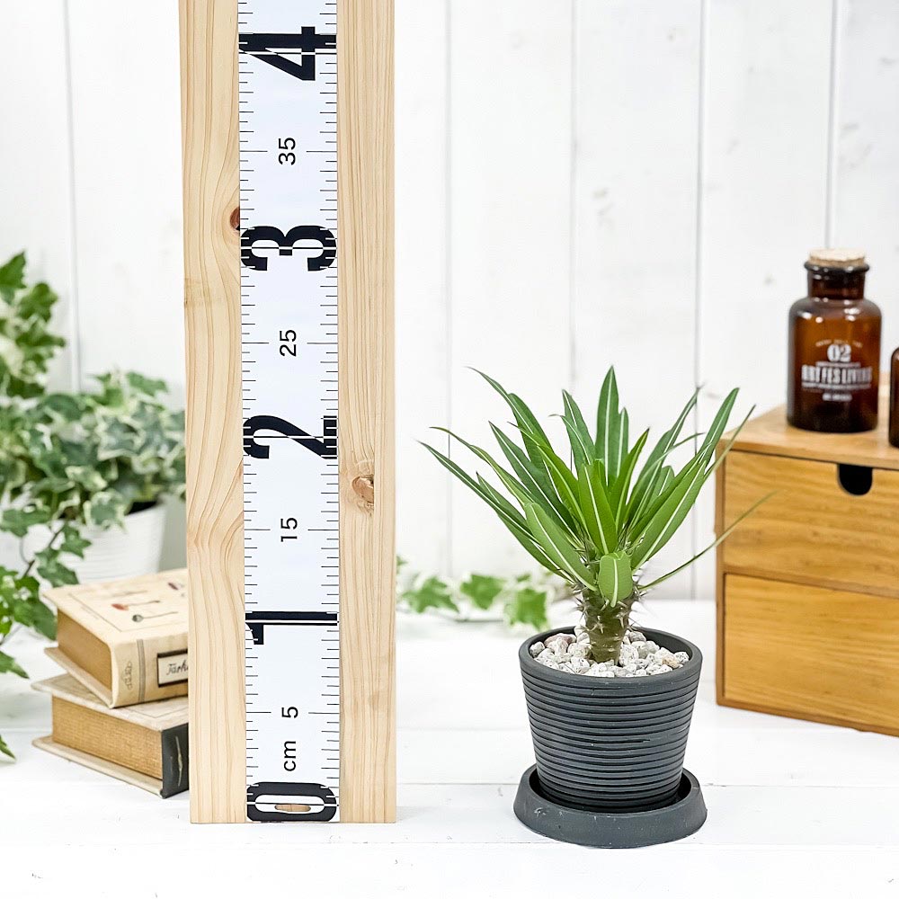 PLANCHU 観葉植物 パキポディウム ミケア 3号樹脂鉢 ダークグレー サスティー付き 受け皿付き 育て方説明書付き Pachypodium mikea コーデックス 塊根植物 多肉植物