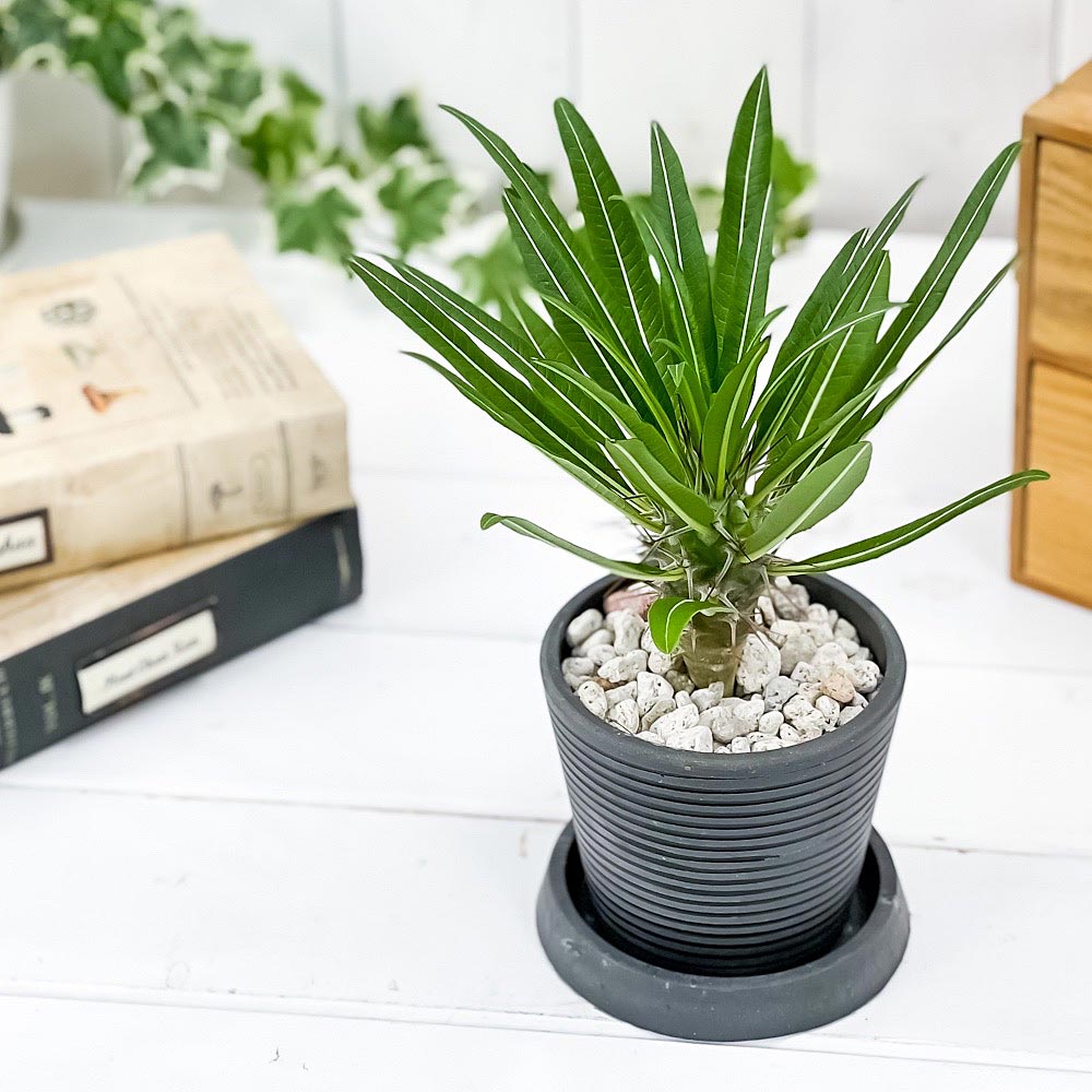 PLANCHU 観葉植物 パキポディウム ミケア 3号樹脂鉢 ダークグレー サスティー付き 受け皿付き 育て方説明書付き Pachypodium mikea コーデックス 塊根植物 多肉植物