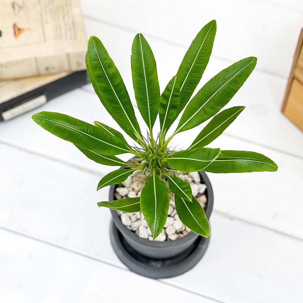 PLANCHU 観葉植物 パキポディウム ラモスム 3号樹脂鉢 ダークグレー サスティー付き 受け皿付き 育て方説明書付き Pachypodium lamerei var. ramosum コーデックス 塊根植物 多肉植物