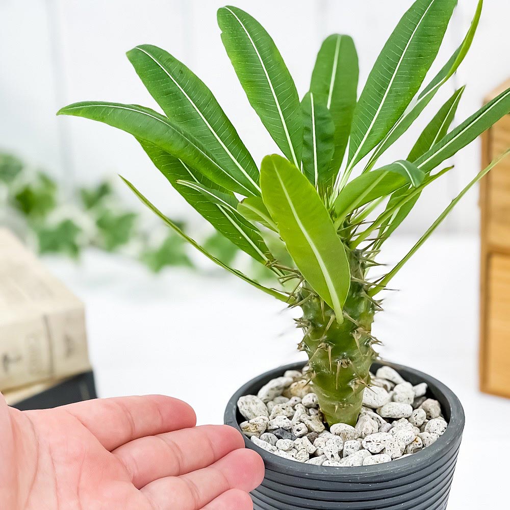 PLANCHU 観葉植物 パキポディウム ラモスム 3号樹脂鉢 ダークグレー サスティー付き 受け皿付き 育て方説明書付き Pachypodium lamerei var. ramosum コーデックス 塊根植物 多肉植物
