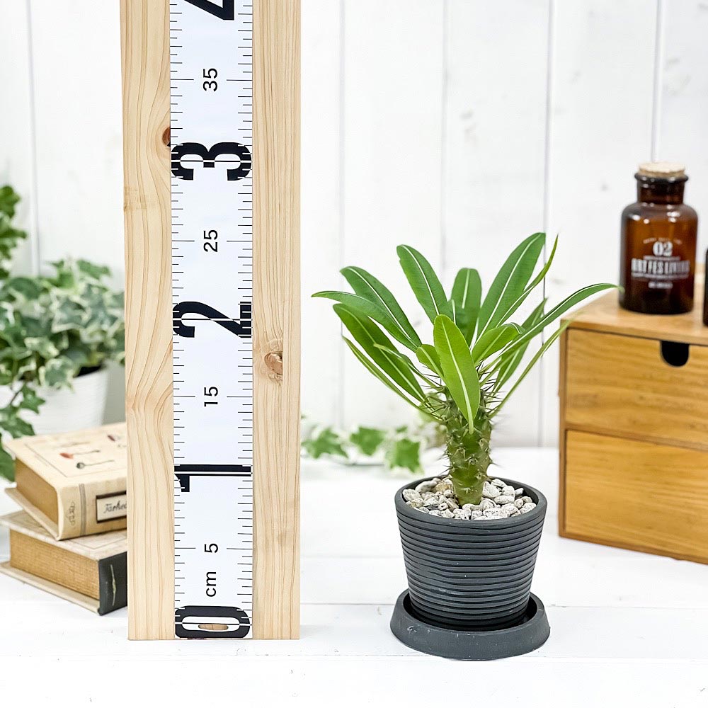 PLANCHU 観葉植物 パキポディウム ラモスム 3号樹脂鉢 ダークグレー サスティー付き 受け皿付き 育て方説明書付き Pachypodium lamerei var. ramosum コーデックス 塊根植物 多肉植物