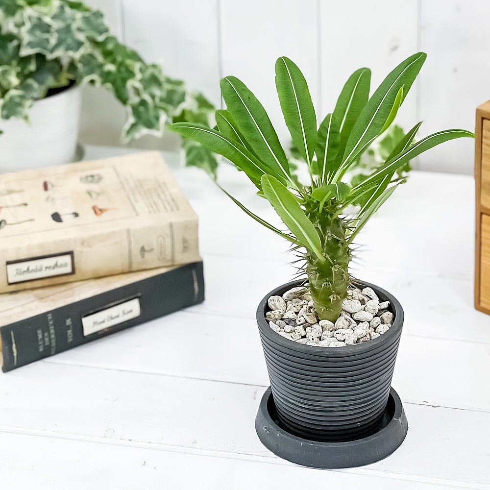 PLANCHU 観葉植物 パキポディウム ラモスム 3号樹脂鉢 ダークグレー サスティー付き 受け皿付き 育て方説明書付き Pachypodium lamerei var. ramosum コーデックス 塊根植物 多肉植物