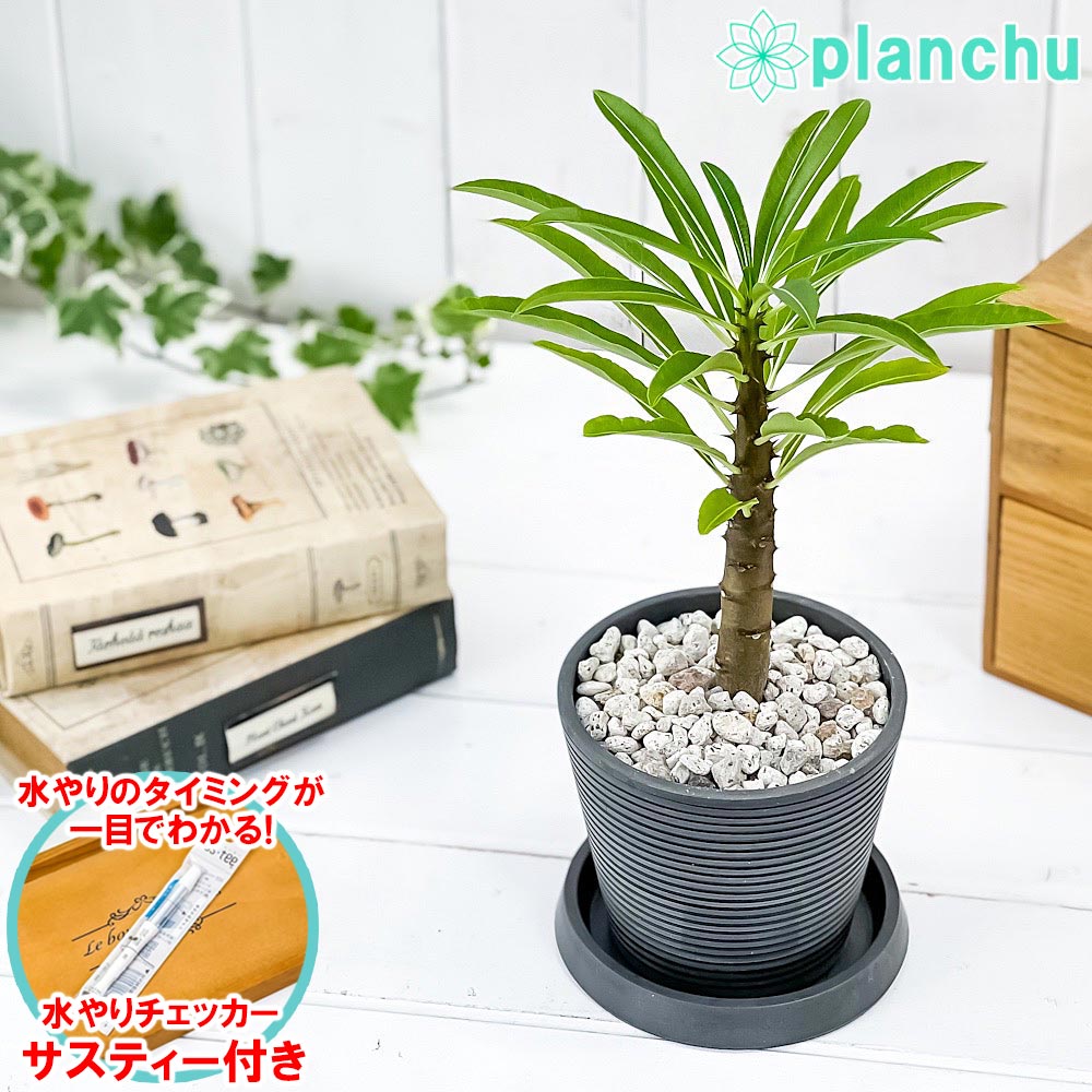 PLANCHU 観葉植物 パキポディウム ルテンベルギアナム 4号樹脂鉢 ダークグレー サスティー付き 受け皿付き 育て方説明書付き Pachypodium rutenbergianum コーデックス 塊根植物 多肉植物