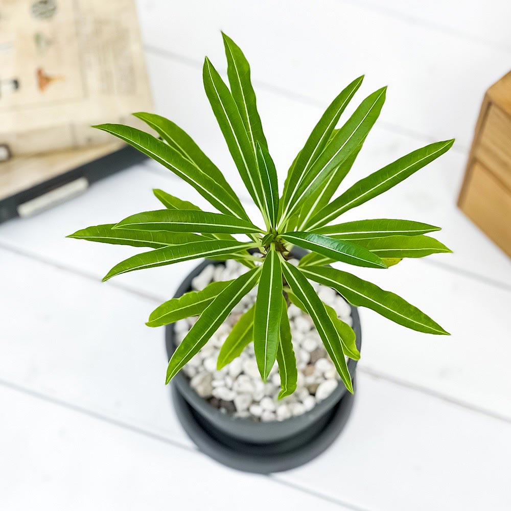 PLANCHU 観葉植物 パキポディウム ルテンベルギアナム 4号樹脂鉢 ダークグレー サスティー付き 受け皿付き 育て方説明書付き Pachypodium rutenbergianum コーデックス 塊根植物 多肉植物