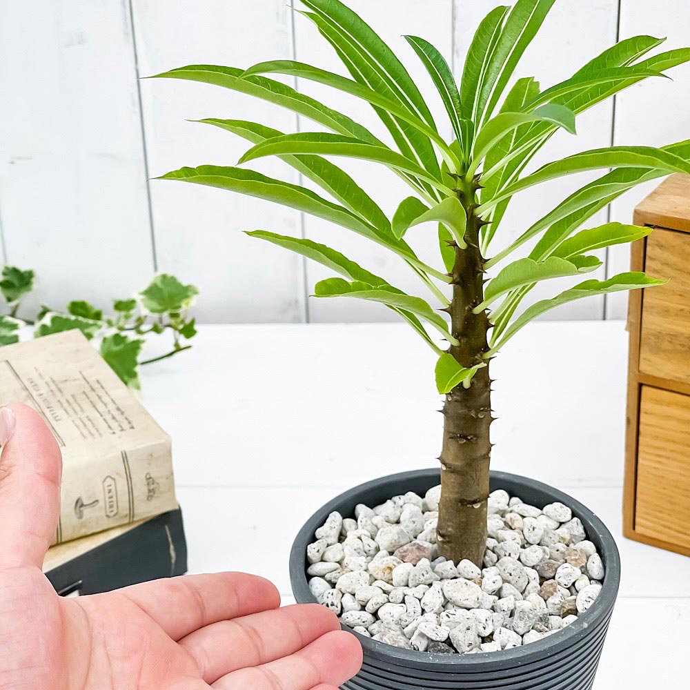PLANCHU 観葉植物 パキポディウム ルテンベルギアナム 4号樹脂鉢 ダークグレー サスティー付き 受け皿付き 育て方説明書付き Pachypodium rutenbergianum コーデックス 塊根植物 多肉植物