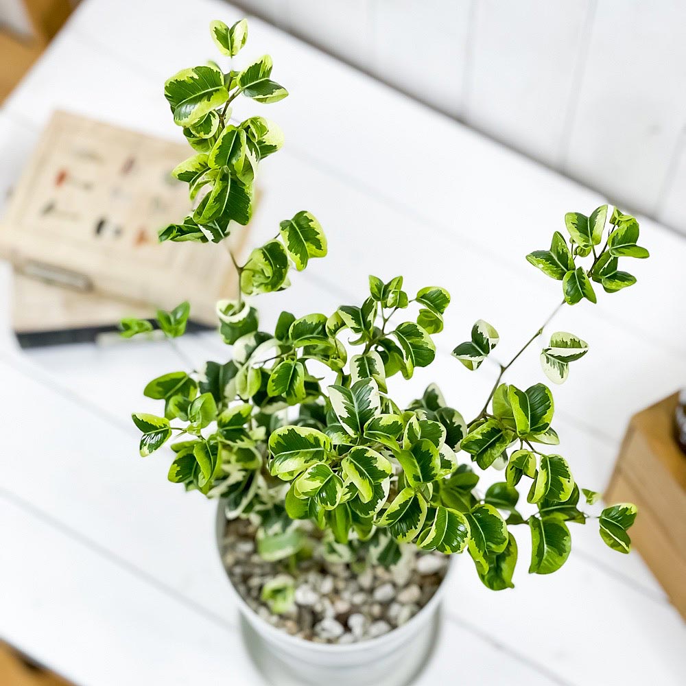 PLANCHU 観葉植物 フィカス ベンジャミン シタシオン 6号鉢 受け皿付き 育て方説明書付き Ficus benjamina ‘Sitasion’ 幸運を呼ぶ木 ゴムノキ バロック 斑入り