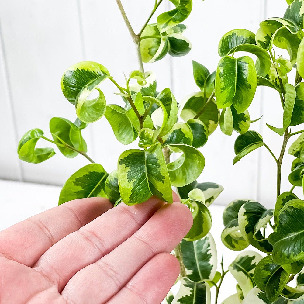 PLANCHU 観葉植物 フィカス ベンジャミン シタシオン 6号鉢 受け皿付き 育て方説明書付き Ficus benjamina ‘Sitasion’ 幸運を呼ぶ木 ゴムノキ バロック 斑入り