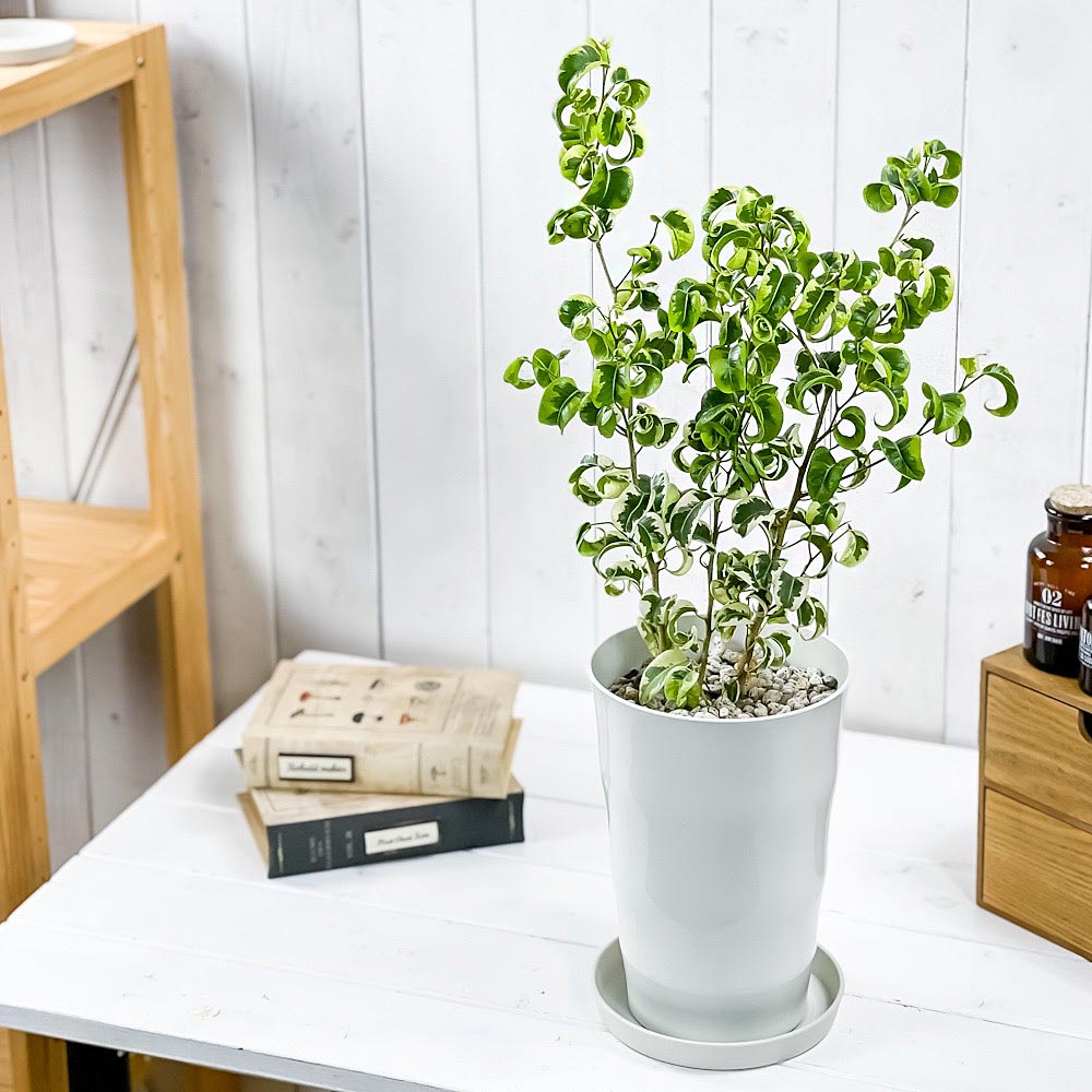 PLANCHU 観葉植物 フィカス ベンジャミン シタシオン 6号鉢 受け皿付き 育て方説明書付き Ficus benjamina ‘Sitasion’ 幸運を呼ぶ木 ゴムノキ バロック 斑入り