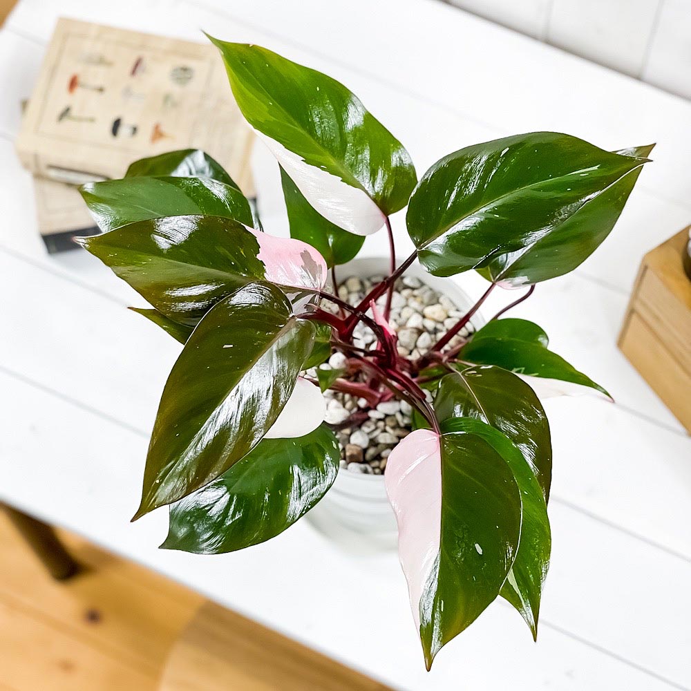 PLANCHU 観葉植物 フィロデンドロン ピンクプリンセス 6号鉢 受け皿付き 育て方説明書付き Philodendron ‘Pink Princess’ アロイド