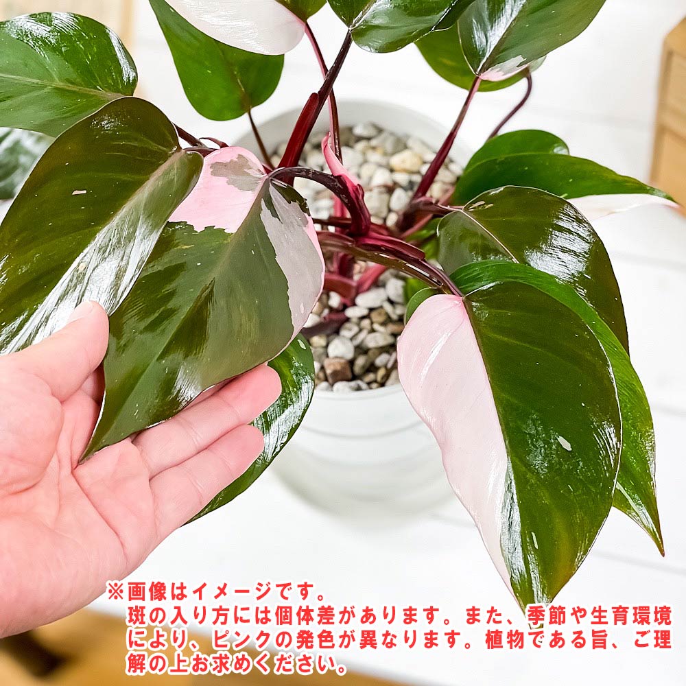 PLANCHU 観葉植物 フィロデンドロン ピンクプリンセス 6号鉢 受け皿付き 育て方説明書付き Philodendron ‘Pink Princess’ アロイド