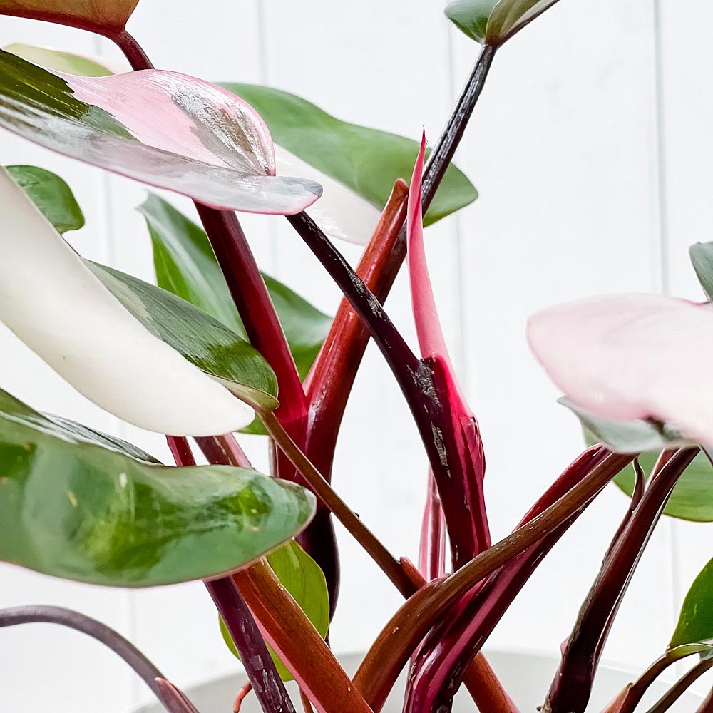PLANCHU 観葉植物 フィロデンドロン ピンクプリンセス 6号鉢 受け皿付き 育て方説明書付き Philodendron ‘Pink Princess’ アロイド
