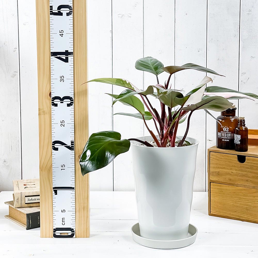 PLANCHU 観葉植物 フィロデンドロン ピンクプリンセス 6号鉢 受け皿付き 育て方説明書付き Philodendron ‘Pink Princess’ アロイド